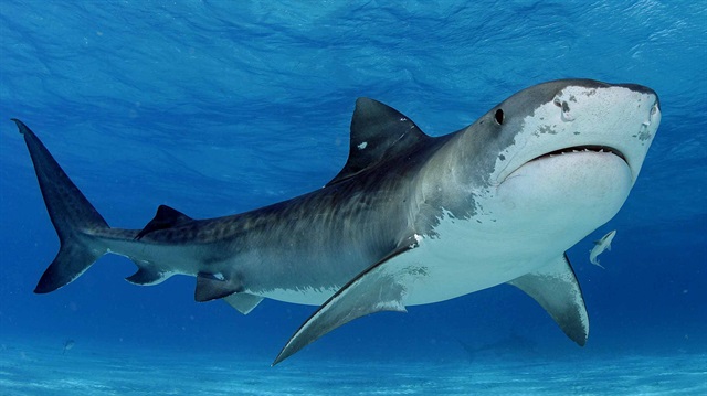 Sörfçüye köpek balığı saldırdı