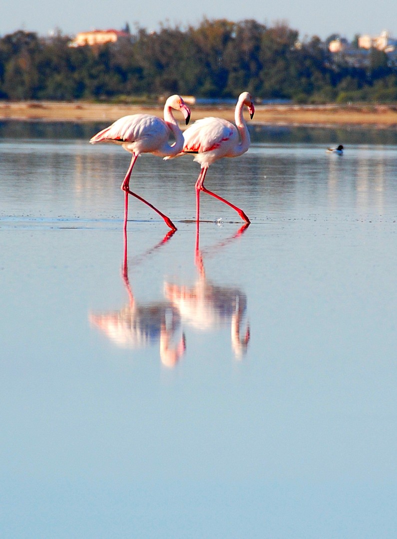 Mağusa’da Flamingo Görüldü