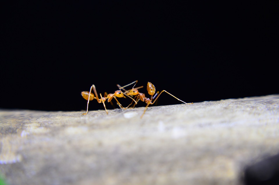 Karıncalarla Müthiş Keşif…