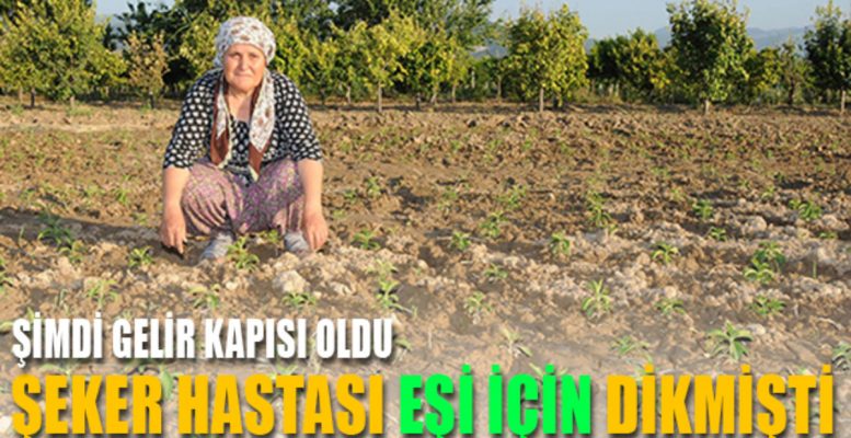 EŞİ İÇİN DİKMİŞTİ ŞİMDİ GELİR KAPISI OLDU