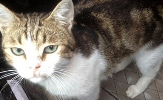 Kaçakçılıktan gözaltına alınan kedi firar etti