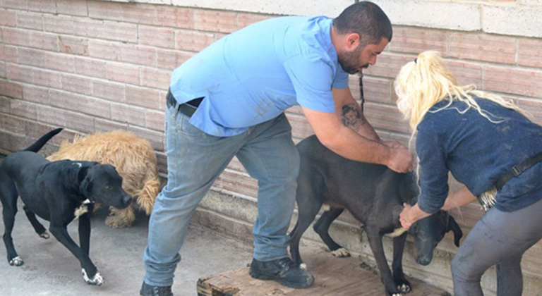 Lefkoşa Barınağı’nda 248 köpeğin yıllık karma aşıları yapıldı