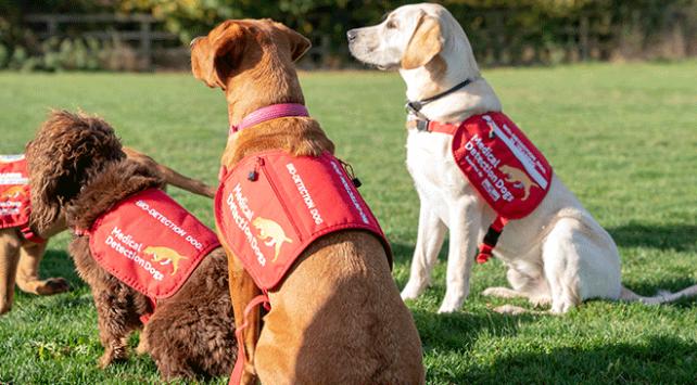 İngiltere’de köpekler, Kovid-19’u koklayarak teşhis etmeleri için eğitilecek