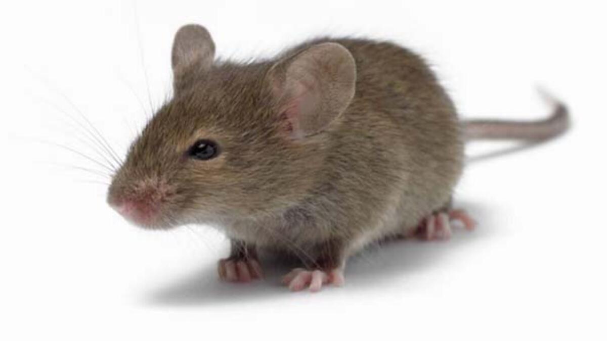 Bilim insanlari yüzde dördü insan olan fare üretti
