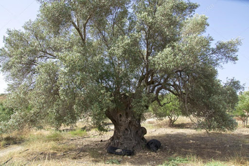 Kalkanlı’da Yanan Anıt Zeytin Ağaçlarının Geleceği İçin Yerinde İnceleme Yapılacak