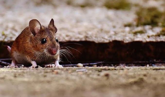 İsrail’de 50 kişi fareden bulaşan hastalığa yakalandı