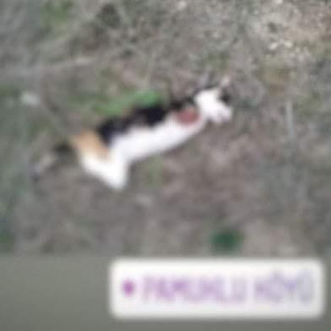Karpaz’da 4 Bacağı Kesilmiş Kedi Bulundu