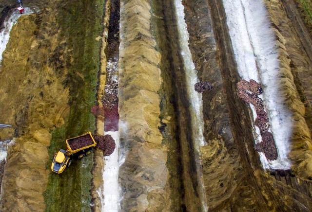 Danimarka’da İtlaf Edilerek Gömülen Vizonlar Toprağın Altından Yüzeye Yükseldi