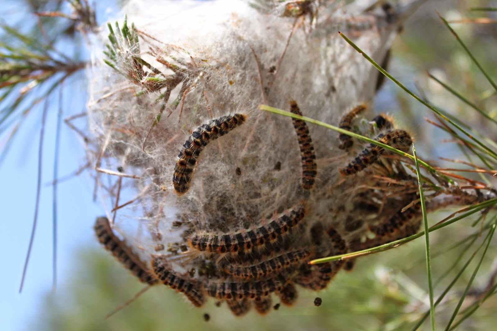 Çama Kese Böceği İle Mücadele de Havadan İlaçlamaya Başlanılıyor