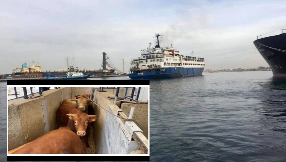 Mağusa Limanı Açıklarına Hastalıklı Hayvan Taşıdığı İddia Edilen Gemi Demirledi