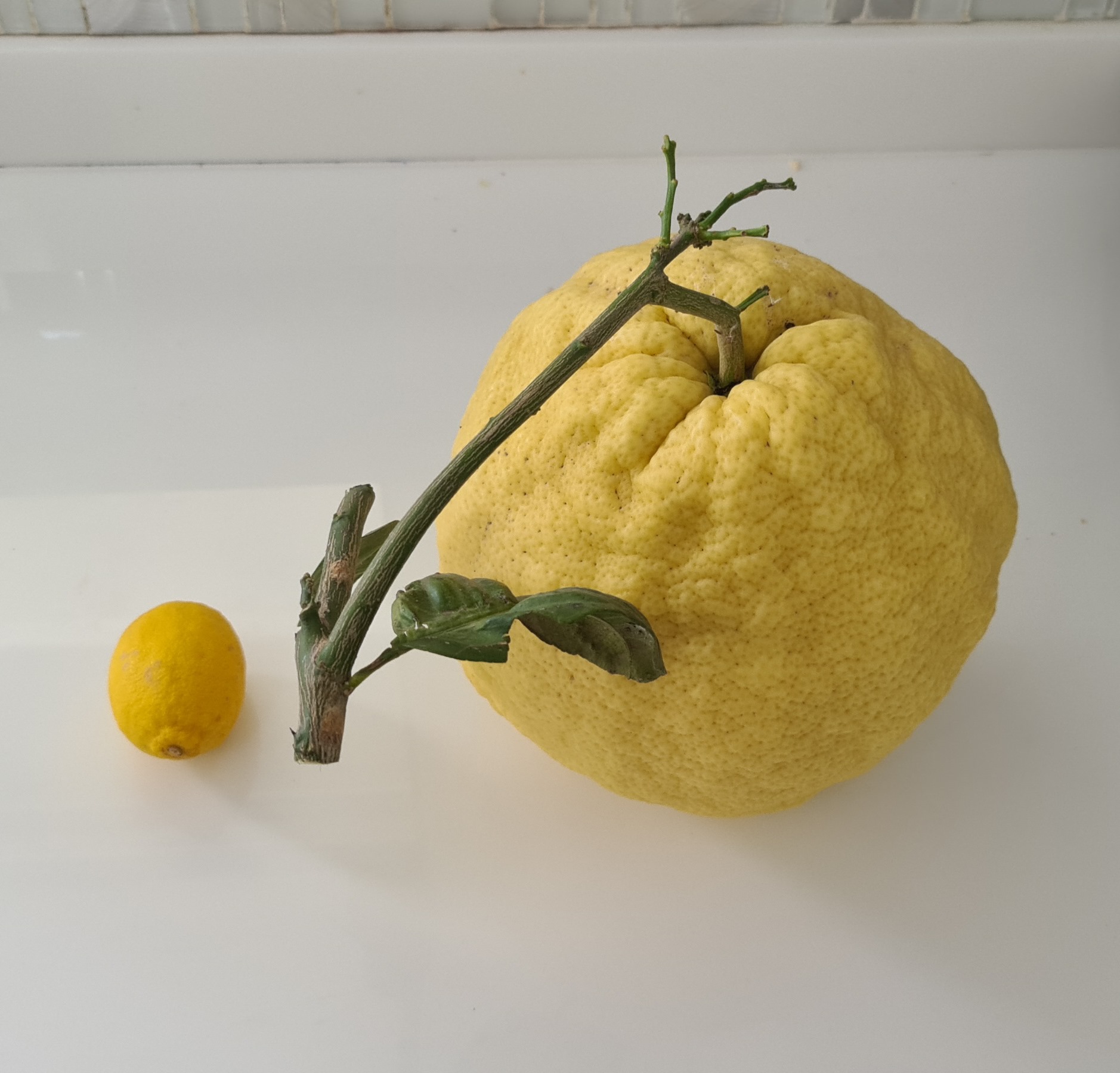 Jumbo Limon Görenleri Hayrete Düşürdü Tam 2 Kilo 50 Gram