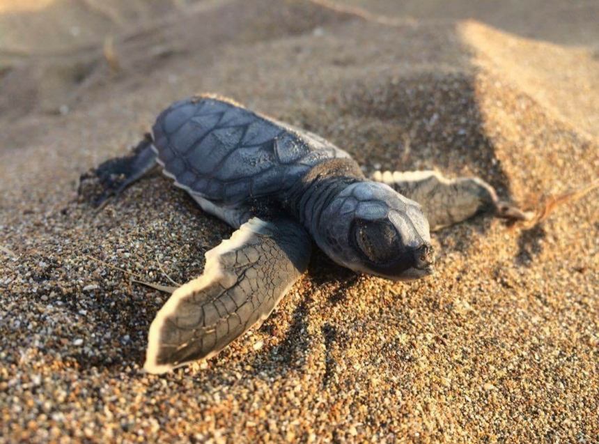Kuzey Kıbrıs Kaplumbağaları Koruma Derneği Halka Çağrı Yaptı