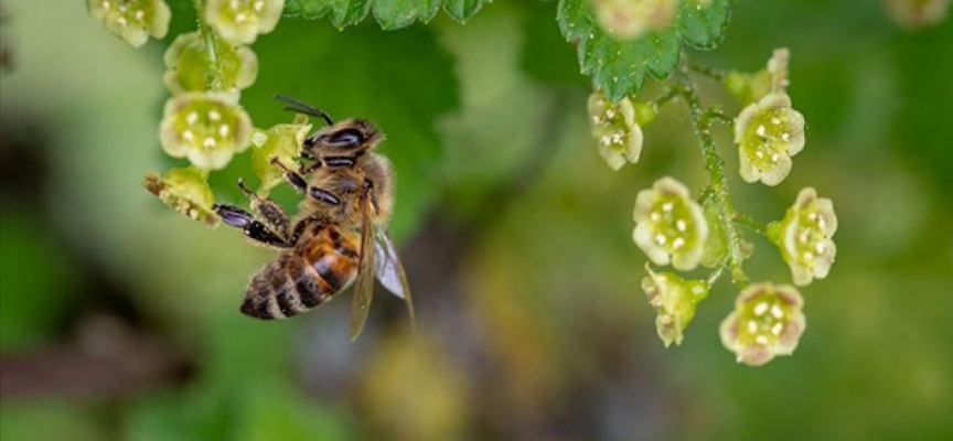Arı sokması alerjisi olan kişilerde ölümcül olabiliyor