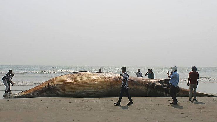 Bangladeş Sahilinde, 13 Metrelik Ölü Balina Kıyıya Vurdu
