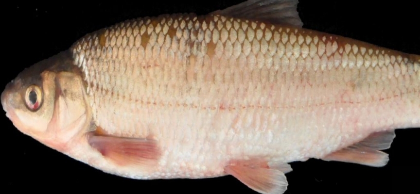 Tahtalı Baraj Gölü’nde yeni bir balık türü keşfedildi