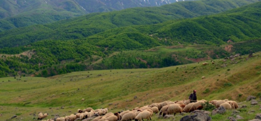 Göçerler Muş’un serin yaylalarına kavuştu