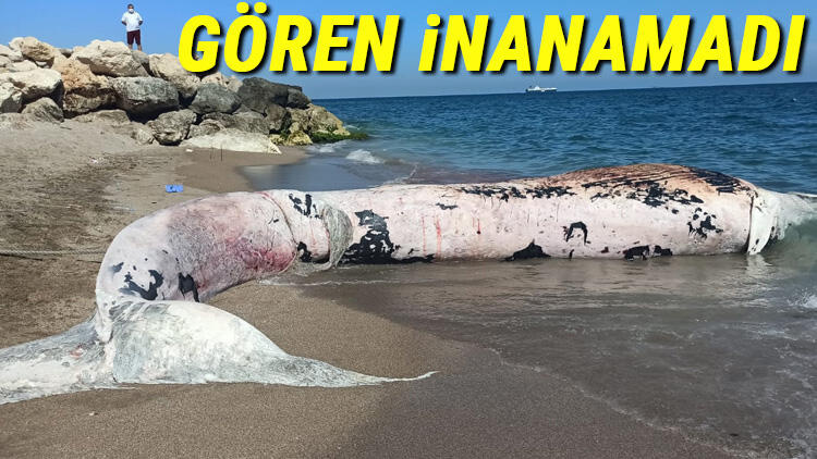 10 metre boyunda ölü balina kıyıya vurdu!