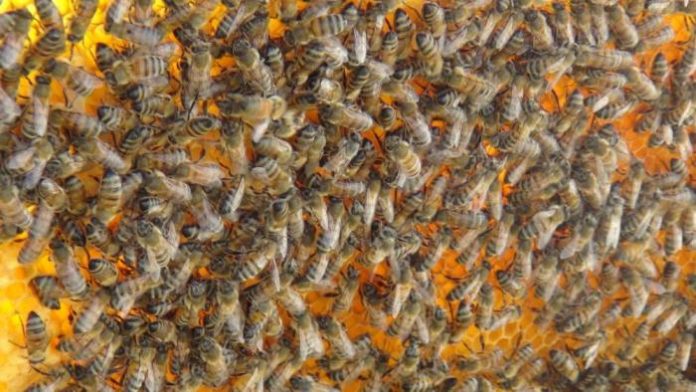 Küresel iklim değişikliği nedeniyle, Bal arıları yok olmayla karşı karşıya
