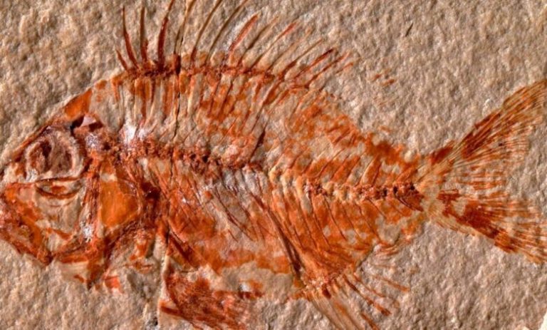 Meksika’da 95 Milyon yıllık balık fosili bulundu
