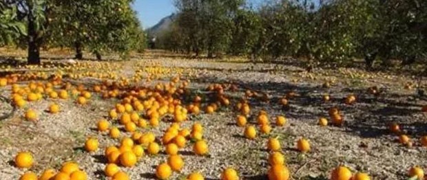 Fırtınadan Zarar Gören Narenciye ve Muz Bahçeleri ile İlgili Askı Listeleri Askıya Alındı