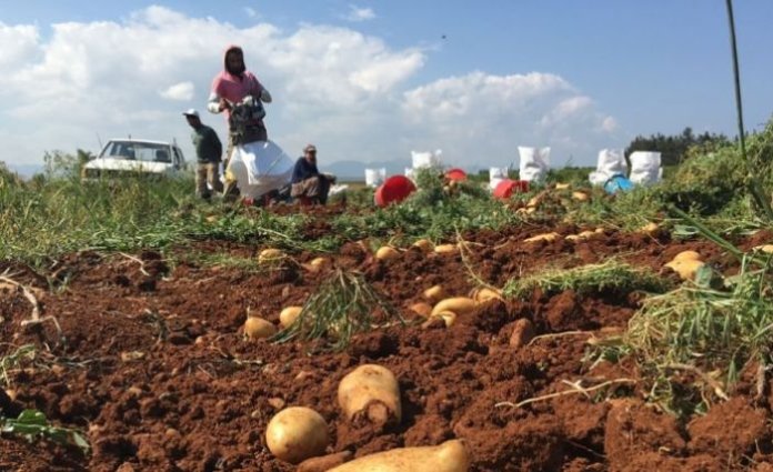 Patates Üreticileri Birliği: Mağduriyetlerimiz Bir Nebze Giderildi