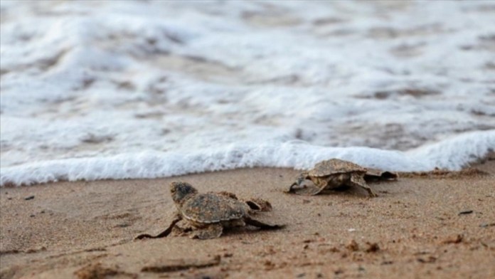 Caretta caretta ve yeşil kaplumbağa yavruları denizle buluştu