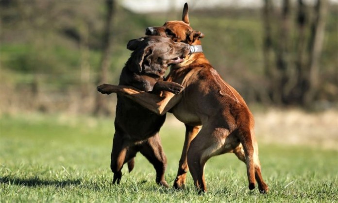 Köpeklerde kavga sonucu oluşan yaralara ilk 6 saat içinde müdahale edilmeli