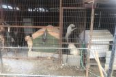 Güzelyurt Hayvanları Koruma Derneği, Gönyeli Belediyesi Hayvan Barınağı’yla ilgili açıklama yaptı