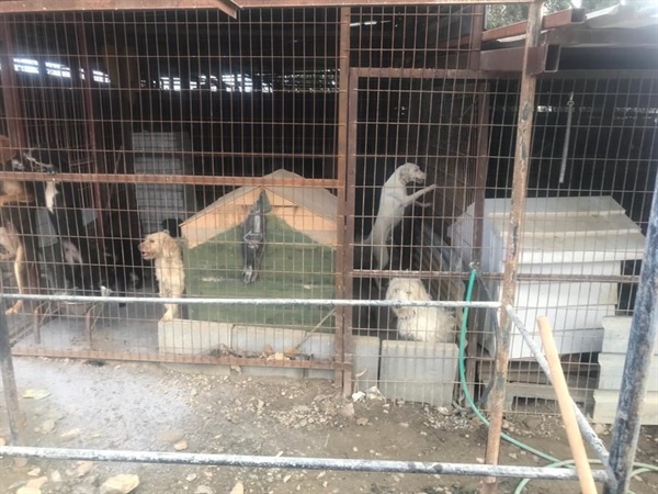 Güzelyurt Hayvanları Koruma Derneği, Gönyeli Belediyesi Hayvan Barınağı’yla ilgili açıklama yaptı