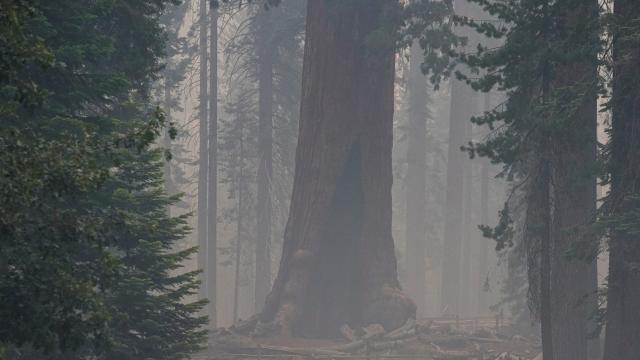 California’daki yangında dev sekoya ağaçları kurtarılmaya çalışılıyor