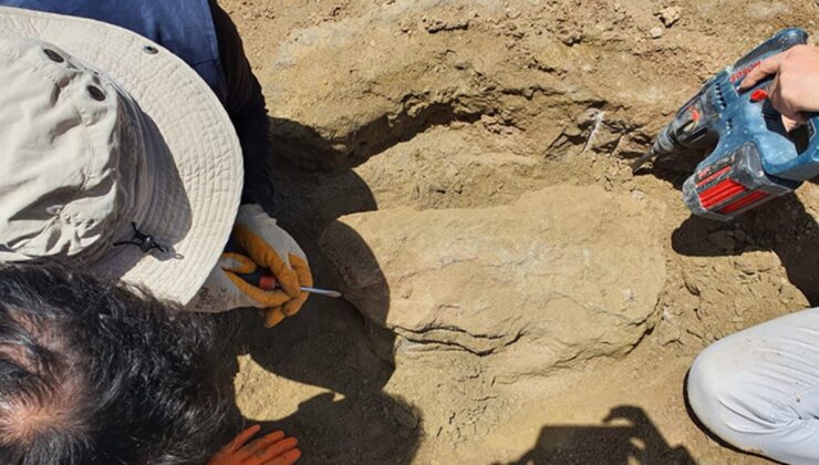 Çankırı’da 28 milyon yıllık dev gergedan fosiline ait yeni kemikler bulundu